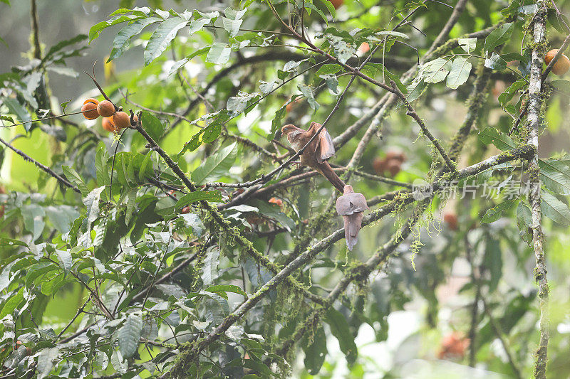 杜鹃鸽:成年小杜鹃鸽(Macropygia ruficeps)。